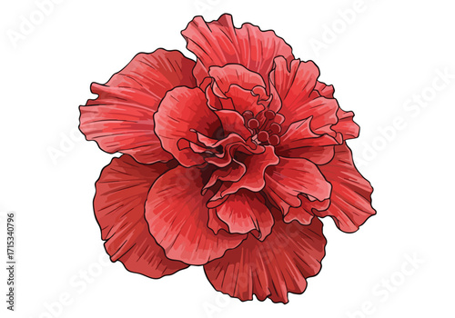 Hand drawn Red Hibiscus Flower Isolated on White Botanical Illustration