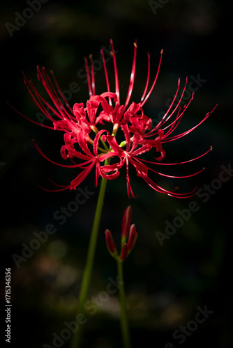 The beautiful blooming red spider lily