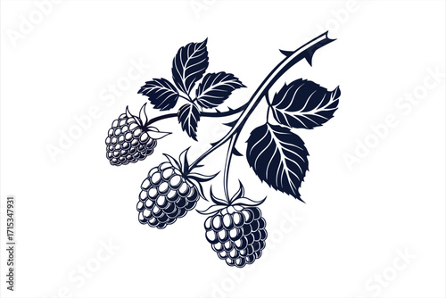black black berry icons silhouette on white background