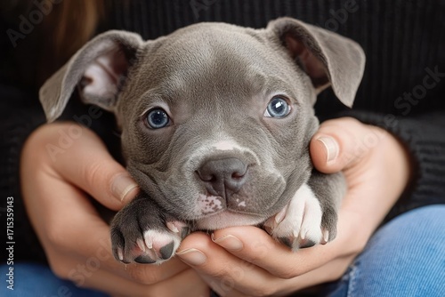 small gray puppy being gently held in hands with soft lighting conveying warmth and care
