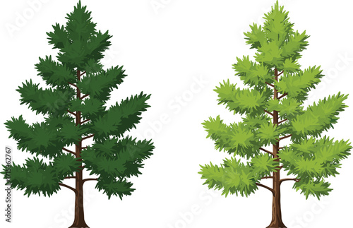 Evergreen pine tree illustration with green foliage and conifer leaves, forest nature design, seasonal background, natural landscape, botanical drawing