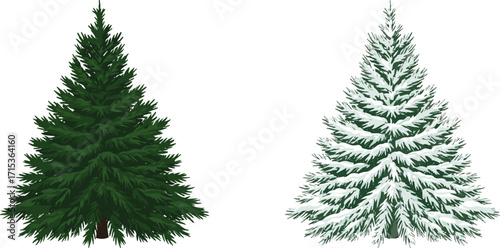 Evergreen pine tree illustration with green foliage and snow-covered branches, winter conifer forest design, natural seasonal vector for Christmas and nature