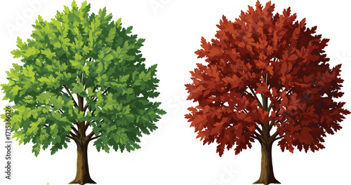 Green summer tree and autumn fall tree with seasonal leaves, nature illustration, forest landscape, botanical design, seasonal change, natural background