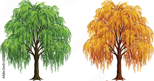Green willow tree and autumn willow tree, seasonal nature illustration, natural forest landscape, botanical growth, environmental change, foliage transition