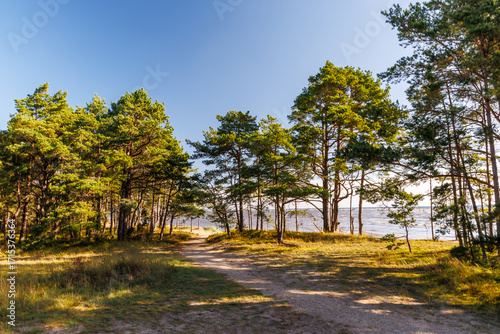 Coastal forest with pine trees and sandy trail to the sea, autumn mood landscape with golden sunlight, perfect for hiking, travel, relaxation and eco tourism projects