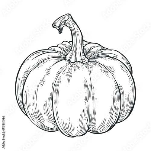 Hand drawn pumpkin for autumn decor and harvest fest. Vector hand drawn illustration

