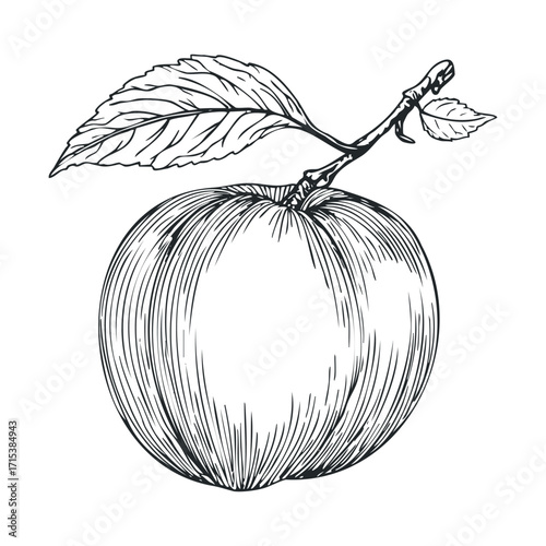 Detailed sketch of a fresh apple with leaves for art design. Vector hand drawn illustration

