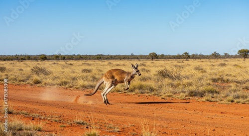 Red Kangaroo Running in Outback with Dust Trail