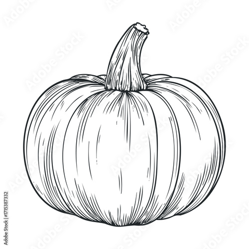 Detailed drawing of a pumpkin for autumn seasonal themes. Vector hand drawn illustration

