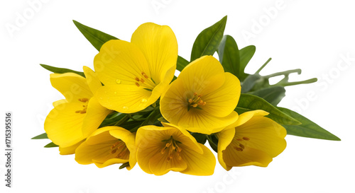 yellow flowers isolated on white