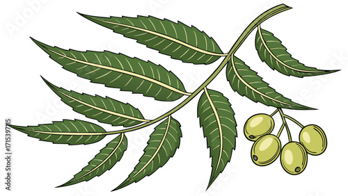 Explore neem tree branch with green leaves and fruits medicinal plant vector illustration design