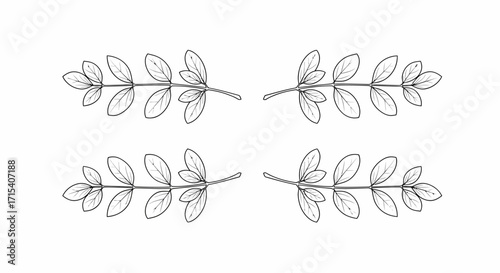 Elegant line drawing of four symmetrical plant branches with detailed leaves.
