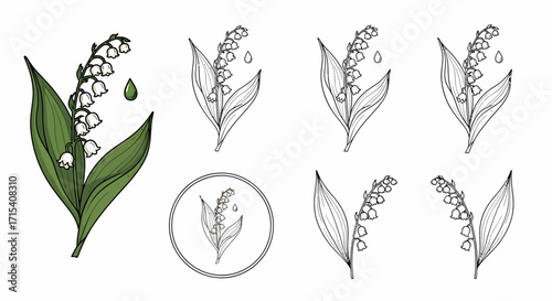 Detailed Lily of the Valley Botanical Illustration Set.