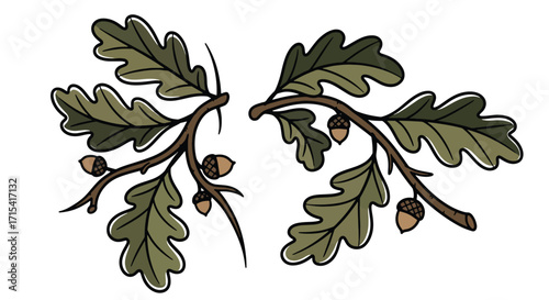 Botanical illustration of oak branches with acorns, detailed nature drawing for forestry, biology, and environmental education.