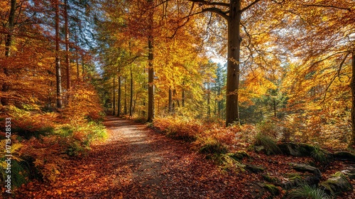 path in autumn forest