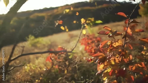 Vibrant autumn foliage and grasses in a sunlit field.