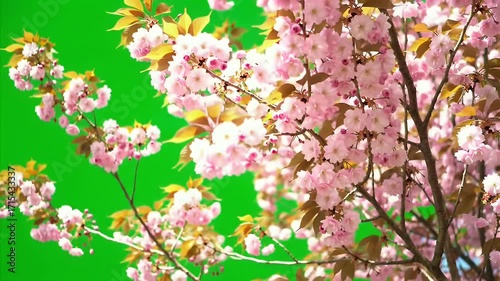 Lush, blooming cherry blossoms against a vivid green background.