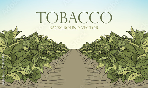 Tobacco Garden Plant. Background Vector illustration