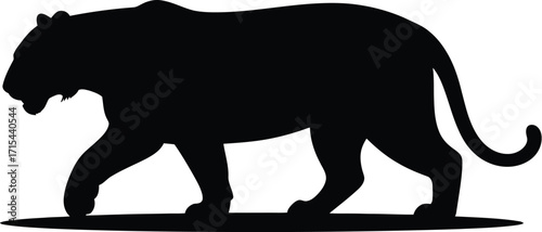 Black tiger walking silhouette animal