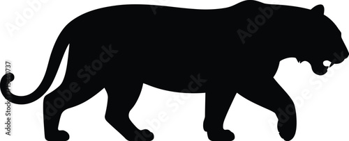 Black panther walking side view big cat predator