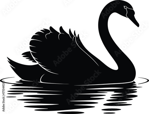 Black swan floating on water bird reflection