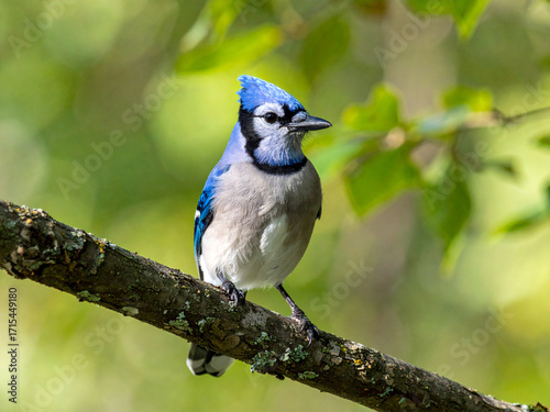 Wallpaper Mural A vibrant blue jay is perched gracefully on a tree branch, its bright blue feathers contrasting beautifully against the soft green background of leaves. Torontodigital.ca