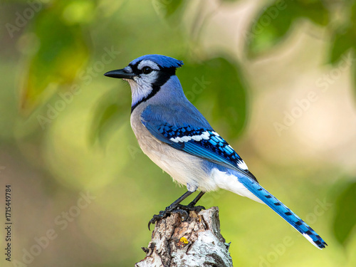 Wallpaper Mural With its sharp gaze and vivid plumage, the blue jay stands out as a stunning figure in the peaceful forest setting. Torontodigital.ca