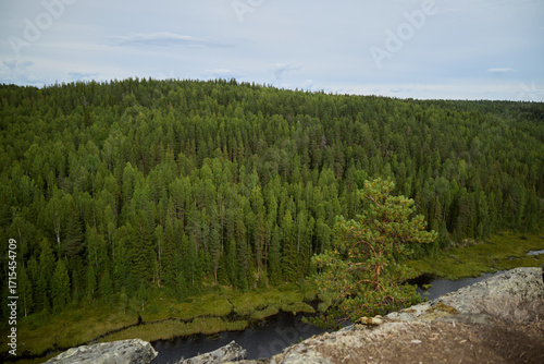 A serene forest landscape beautifully overlooks a flowing river, creating a tranquil environment