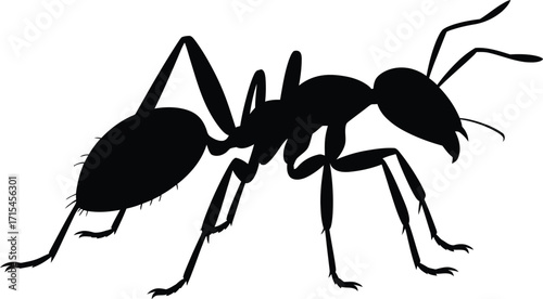 Black ant silhouette insect vector