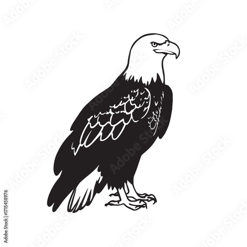 Eagle standing isolated on white background with detailed feathers and sharp eyes