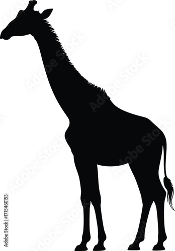 Black giraffe silhouette standing animal mammal