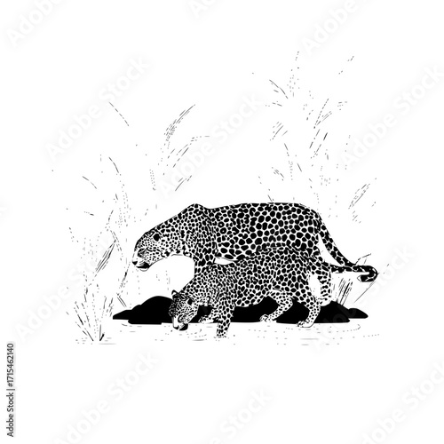 Two leopards in a black and white illustration with tall grass in the background and dark rocks near