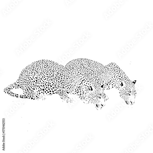 Two leopards with spotted coats resting in a white space with their heads lowered to the ground level