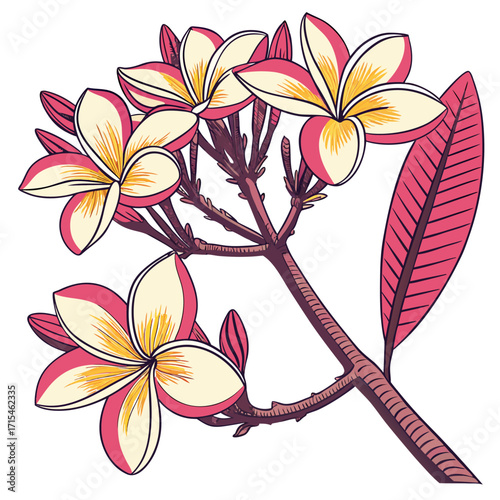frangipani white plumeria flowers vector