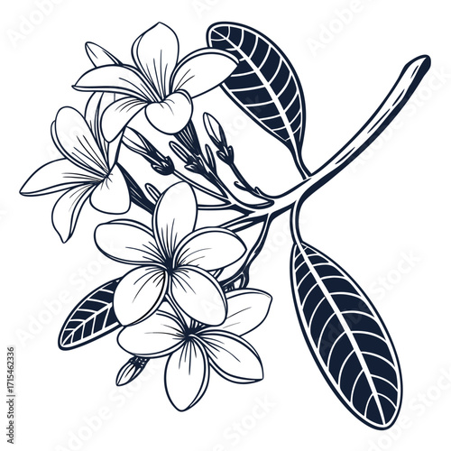 frangipani plumeria hawaiian foam on white background 