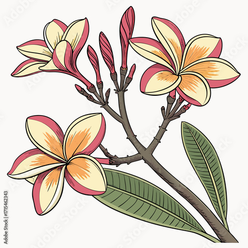 frangipani white plumeria flowers on white background 