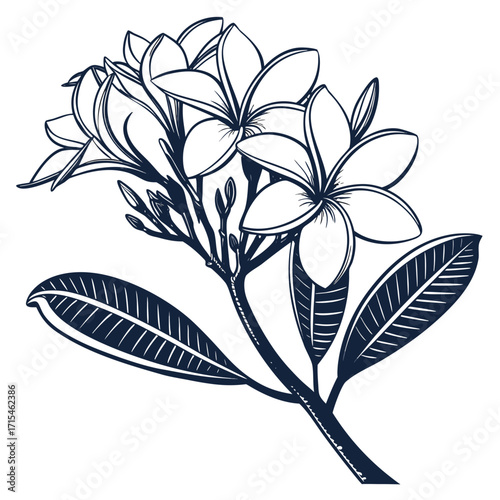 frangipani flower with leaves 