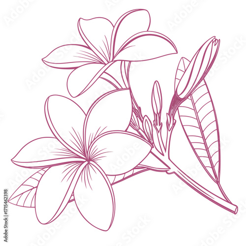 frangipani flower vector
