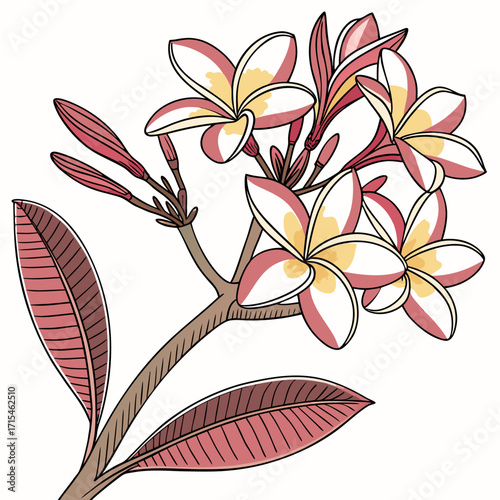 frangipani flower vector