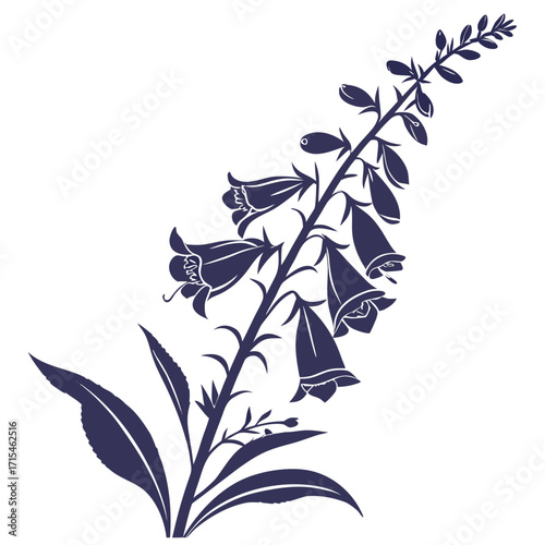 foxglove digitalis purpurea vector
