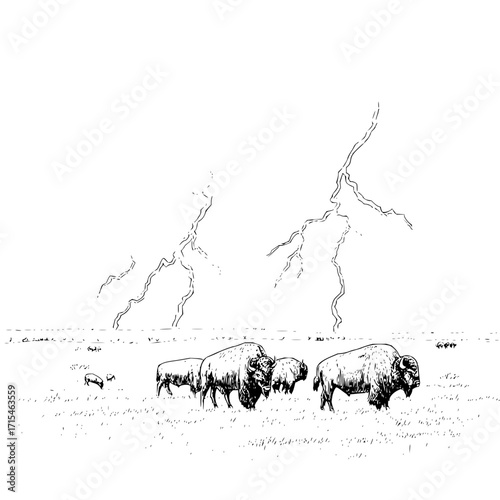 A sketch of a group of bison in a field with lightning striking in the background on a white backdrop