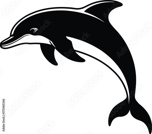 Black dolphin leaping gracefully white jumping