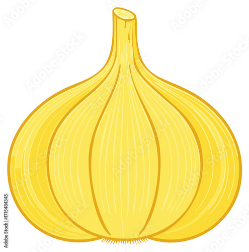 A Single Bulb of Garlic in Close Up Isolated on White Background