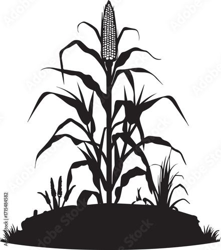Healthy corn growing vegetable crop thriving naturally in green farmlands