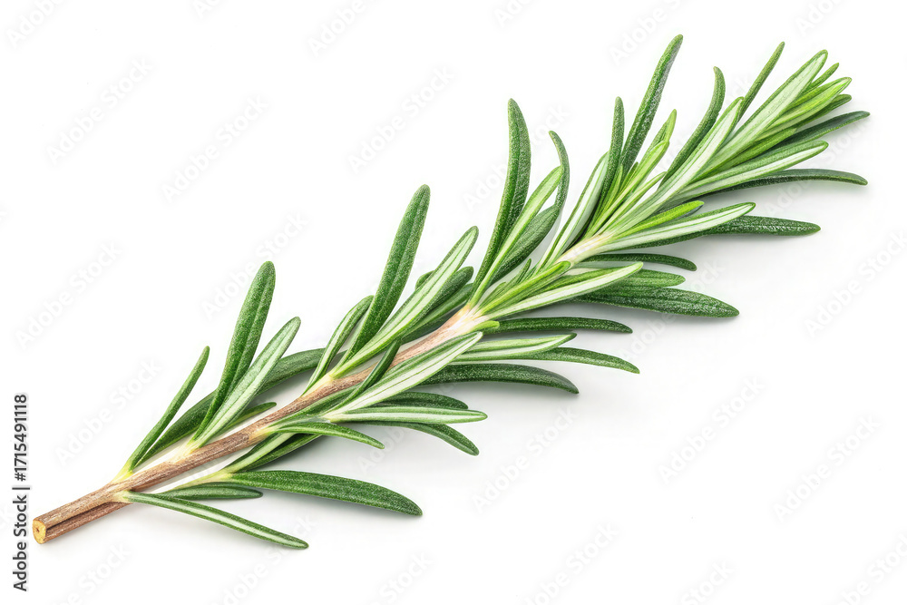 Fototapeta premium Rosemary isolated PNG on white background