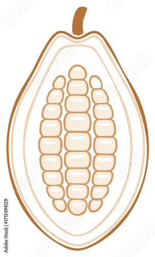 Stylized cross-section of a ripe cocoa pod showing interior beans and pulp