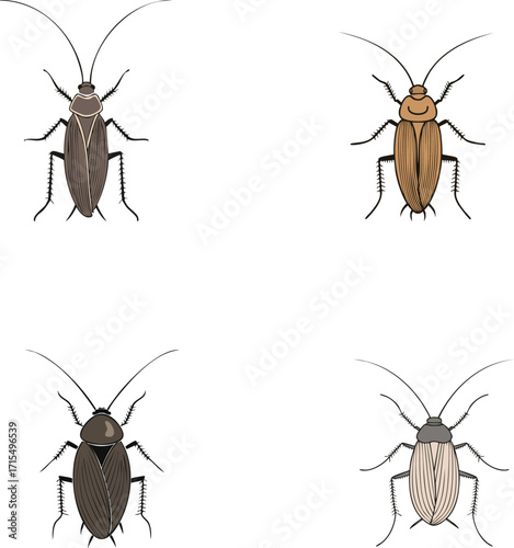 Cockroach vector illustration set in flat style