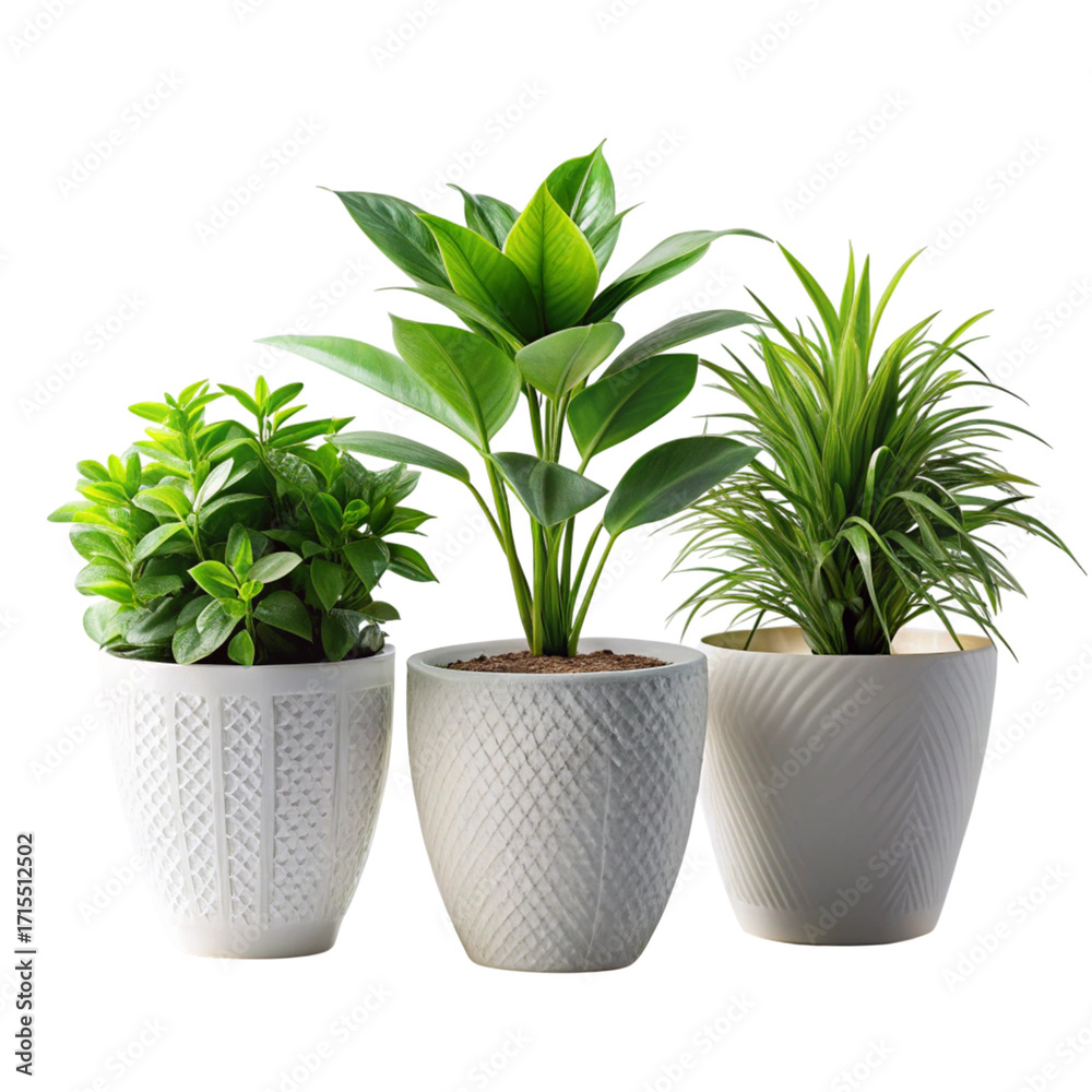 Fototapeta premium Three Potted Green Plants in White Textured Pots on Transparent Background