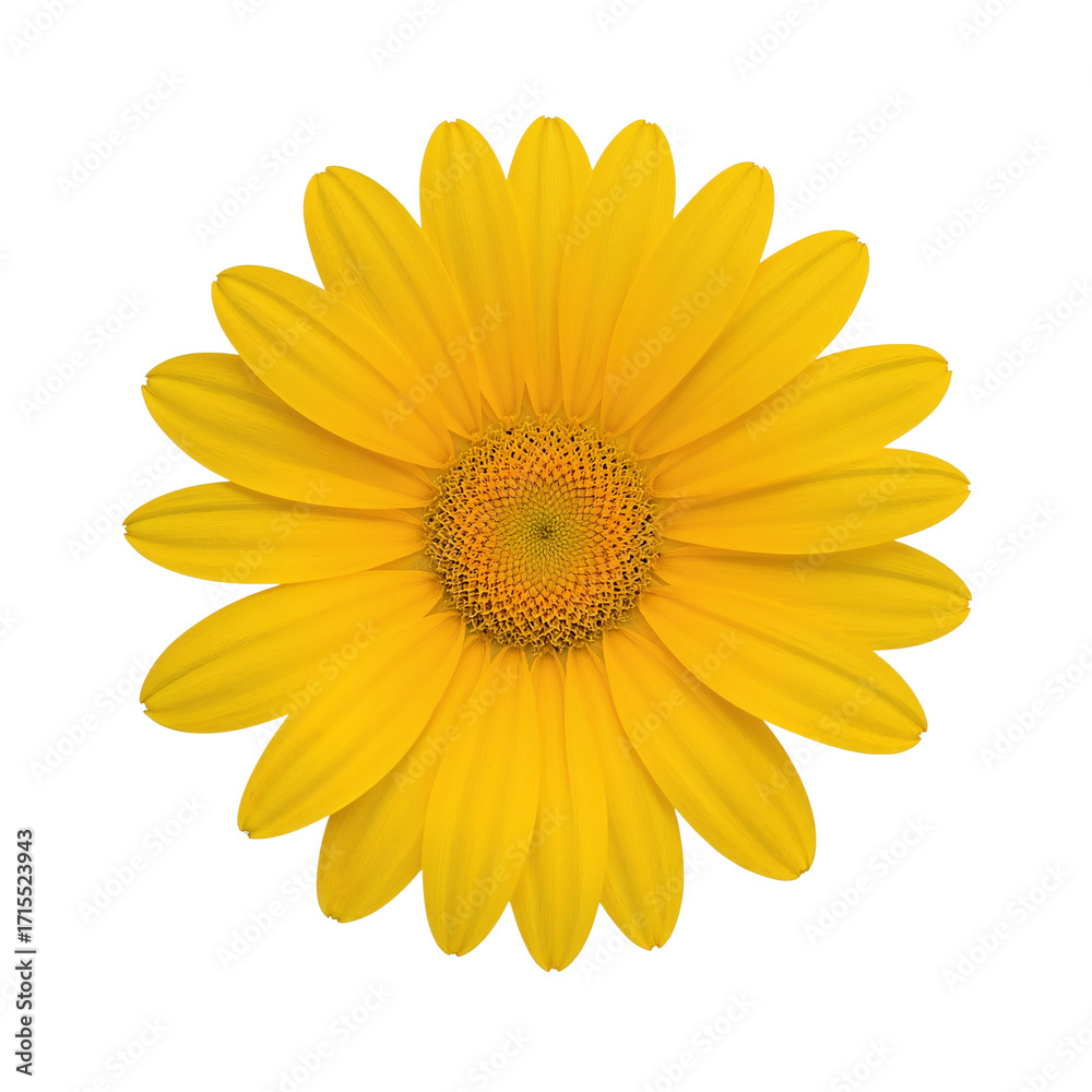 Fototapeta premium yellow flower png, bright yellow flower png, sunflower png, daisy yellow png, marigold flower png, yellow blossom png, tropical yellow flower png, small yellow flower png, big yellow flower png