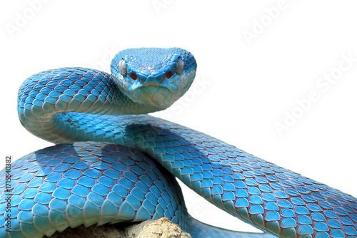 a Blue viper snake attacking position on branch, Viper blue insularis staying on the branch waiting for the prey, Trimeresurus insularis Indonesia's pit vipers closeup on branch